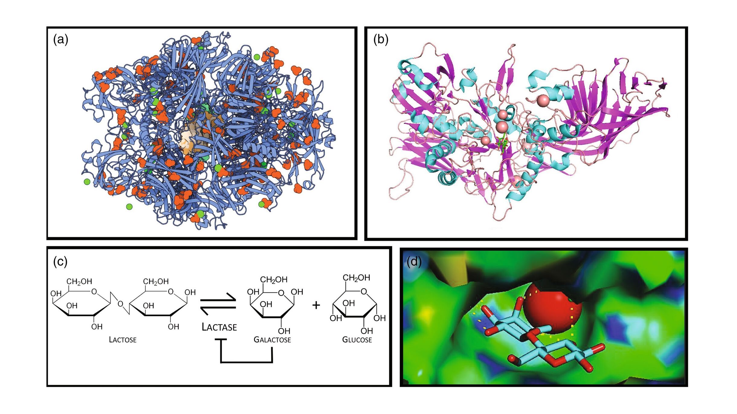 A cost-effective enzyme kinetics and inhibition model for biochemistry education and research