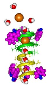  Gramicidin A Cation Channel